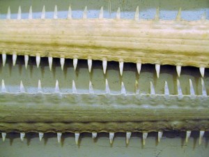Sawfish rostra (Wikimedia Commons)