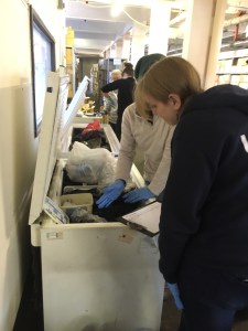 Cold Case Curation in action; the team of five volunteers “surveying” the “fauna” of our freezers