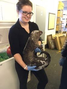 Volunteer, Laura Carter with River Otter discovery from freezer