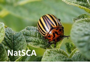 Colorado potato beetle, Chalupský 2004, Image in public domain