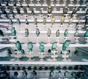 (c) Richard Ross, Museum National D'Histoire Naturelle, Paris, France 1982 2-1