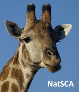 "What shall I do this month?" Namibian giraffe, image in public domain