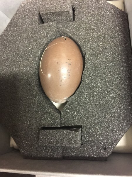 Darwin-Tinamou-egg2017-05-04