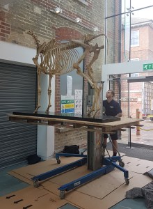 The redevelopment has been a great way to (rapidly) develop collection handling, packing and moving skills!