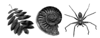 This image has an empty alt attribute; its file name is natsca-logo-small-ggg.jpg