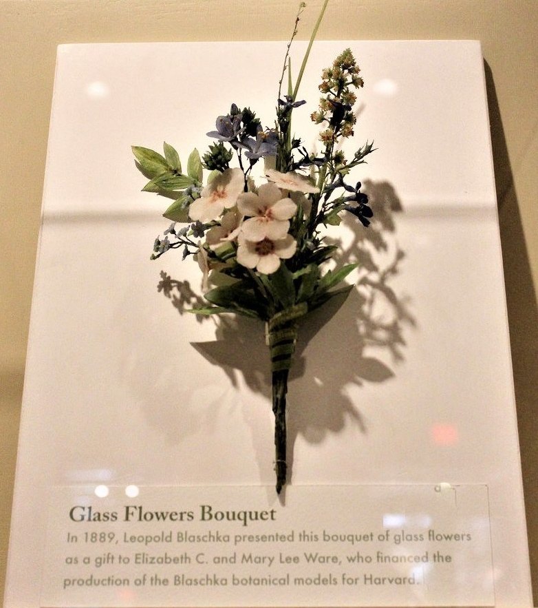 Bouquet of Blaschka glass flowers made in 1889, gifted to Elizabeth C. and Mary L. Ware. Now part of the Harvard Glass Flowers exhibit. Image by Bard Cadarn, 2018.