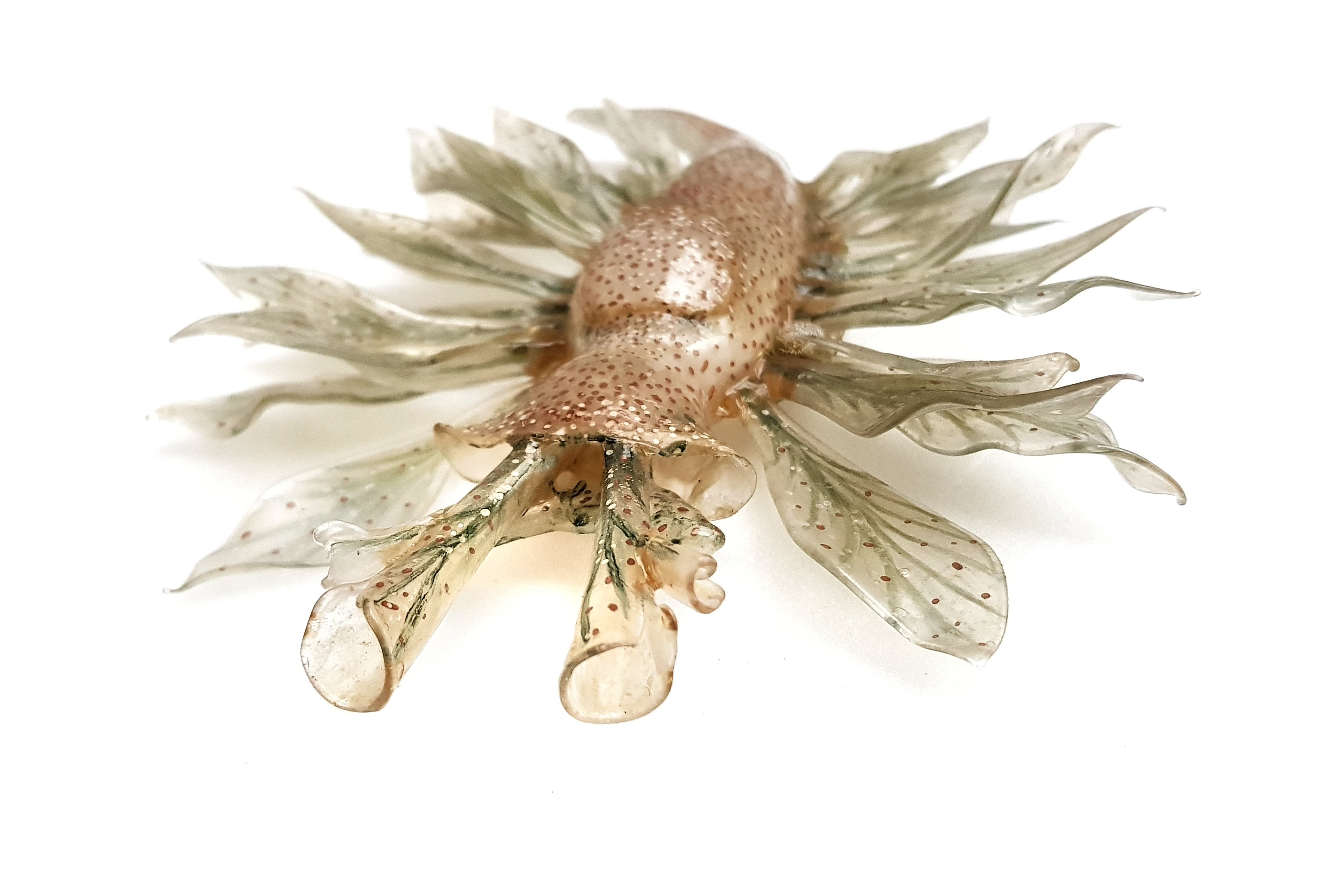 Beccaria tricolor [sic] Nr.373 in Blaschka catalogue. Specimen NMINH:1886.810.1 at the National Museum of Ireland.