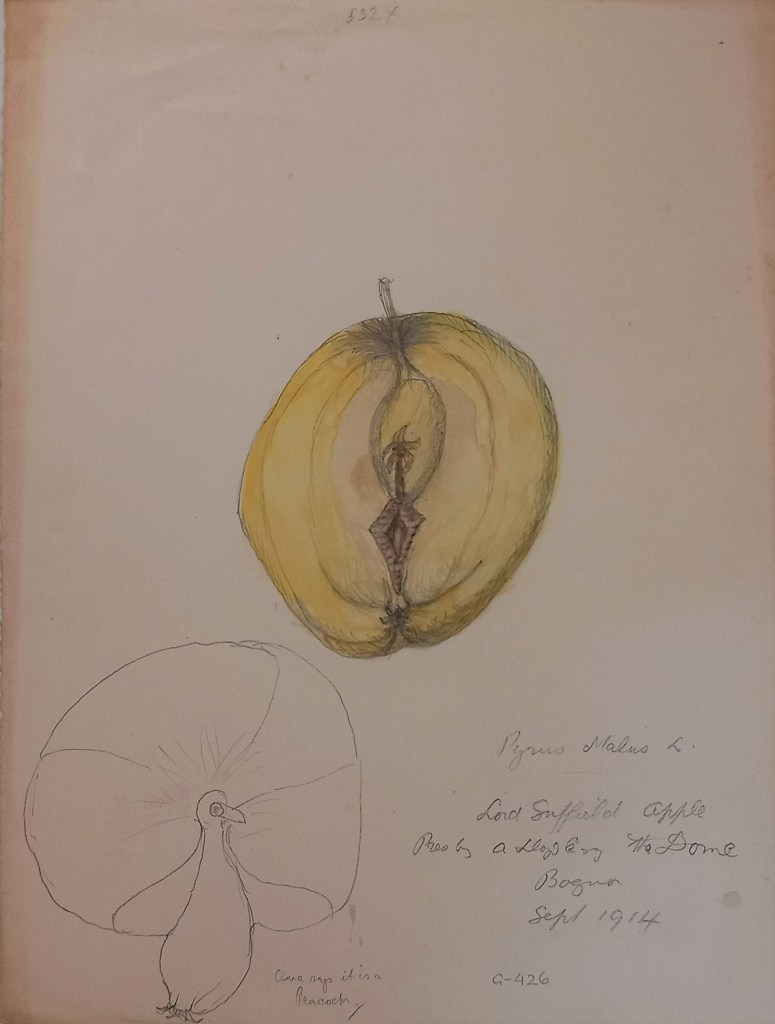 Watercolour painting of a crab apple with a second pencil drawn diagram of a peacock at the bottom left
