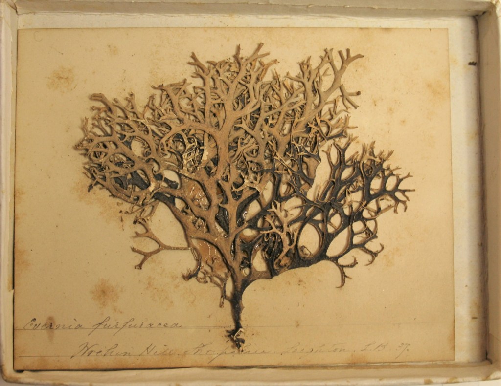 Herbarium sheet showing specimen of Tree Moss (Evernia furfuracea)