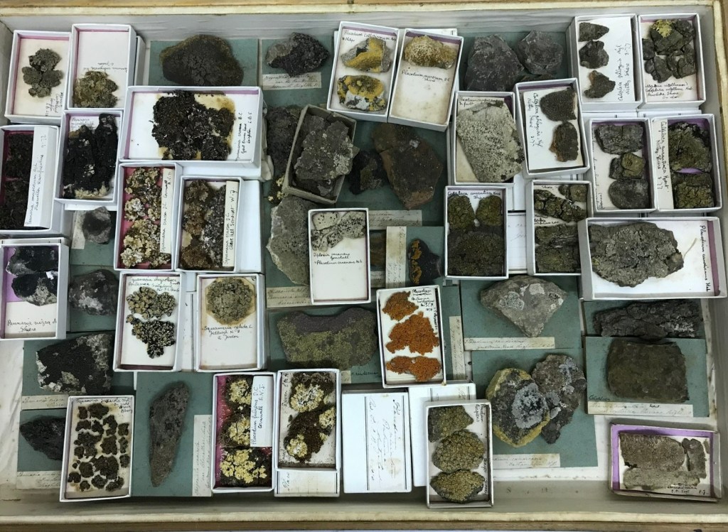 Image of lichen specimens in open trays