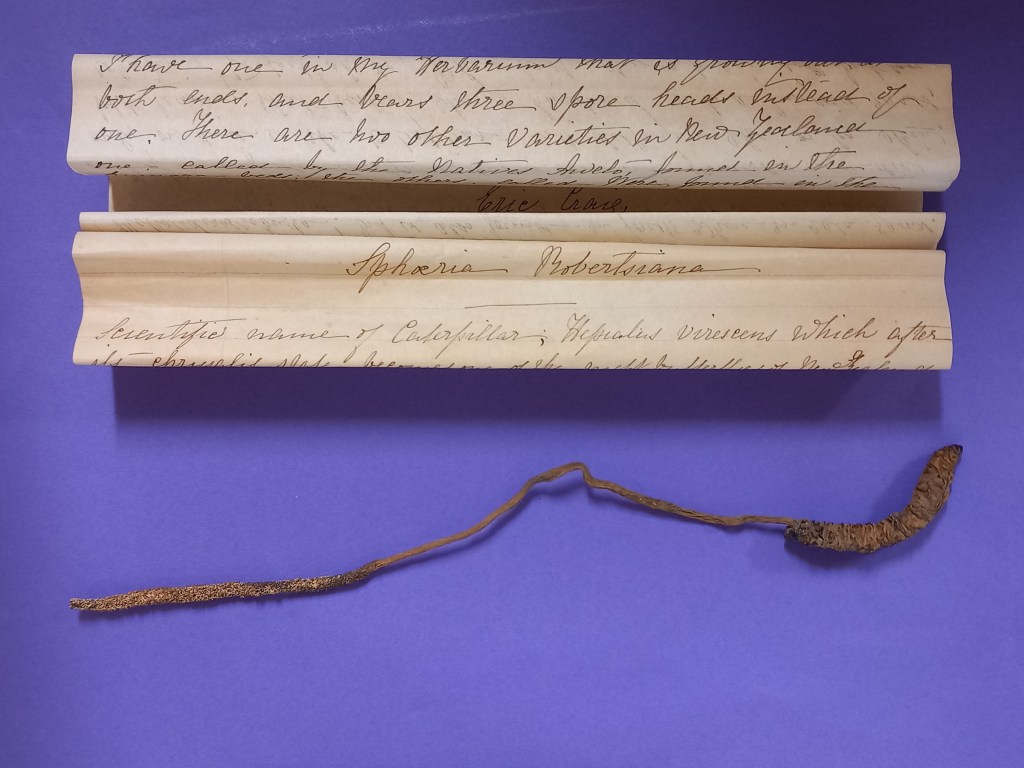 Picture of dried caterpillar of Pūriri moth, Aenetus virescens, with fungus, Ophiocordyceps robertsii, appearing as a thin brown stem with a club-shaped end, with accompanying letter from a curios dealer from New Zealand.