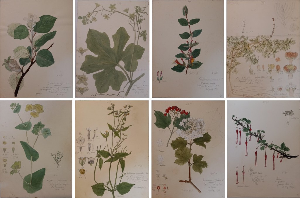 8 images of paintings of plants from the collection