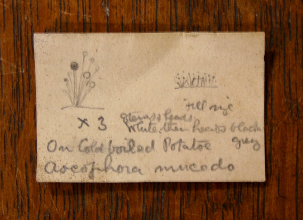 Picture of envelope with writing and small diagram, containing fungi specimens
