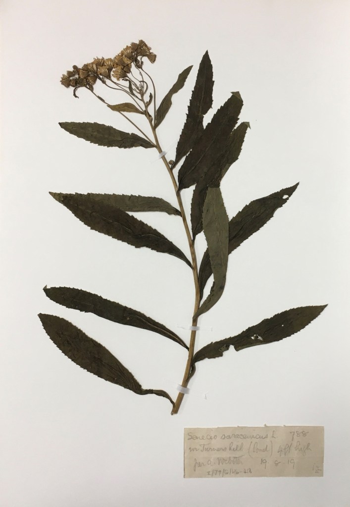 Image of a herbarium sheet with a dried specimen of broad-leaved ragwort, Senecio saracenicus.