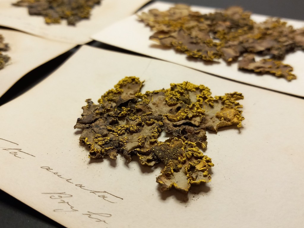 Dried herbarium specimen of Green Specklebelly lichen collected from from Bryher, Isles of Scilly, Cornwall.