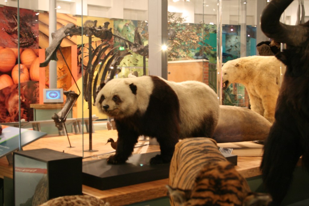 Photograph of a taxidermy giant panda at Leeds Museum.