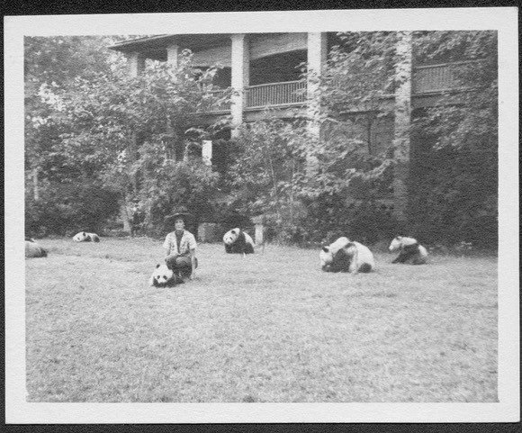 Black and white photo of 6 live pandas on a lawn with Elizabeth Tangier Smith